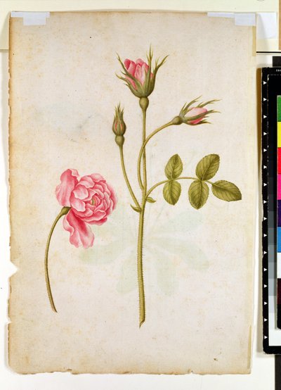 Pink Rose, c.1568 by Jacques Le Moyne